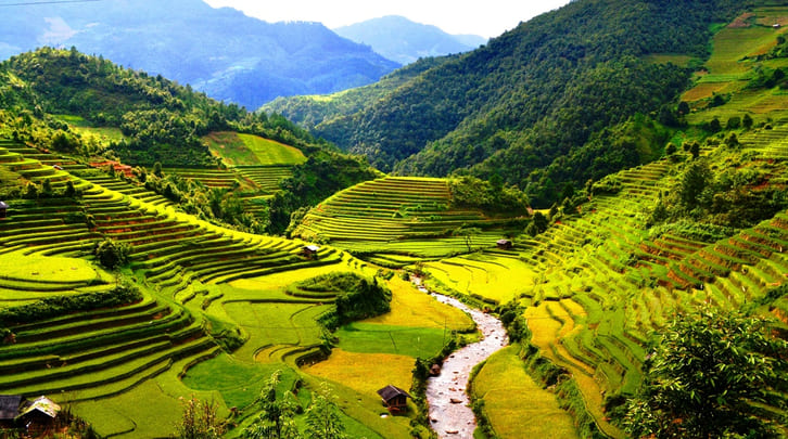 Tranh phong thủy hút tài lộc ruộng bậc thang vàng đẹp thiên nhiên